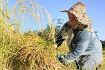 كشاورزان گیلان برای برداشت برنج شتاب كنند