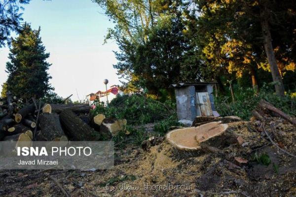 قطع درختان بالای 50 سال به جای نیزار در بابلسر بعلاوه تصاویر