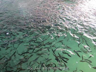 رهاسازی هشتاد و سه هزار قطعه بچه ماهی در تالاب انزلی