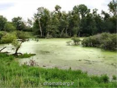 طمع متخلفین برای تخریب تالاب چاف با رشوه و بیل میكانیكی