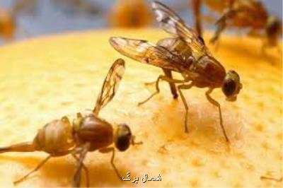 كشاورزان گیلان به آفت مگس مدیترانه ای بی توجه نباشند