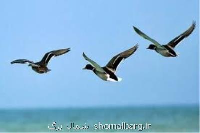 فرود جمعیت پرندگان مهاجر لاهیجان افزایش یافته است