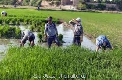 گردش مالی 20 هزار میلیارد تومانی در بخش كشاورزی گیلان