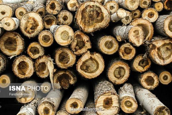 كشف ۴۰ تن چوب آلات جنگلی قاچاق در ساری
