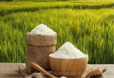 پیشبینی افزایش كمیت و كیفیت برنج گیلان در سال آتی
