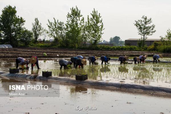 كمبود نقدینگی از علل بیمه نشدن محصولات كشاورزی گیلان