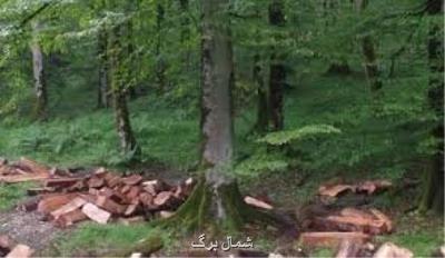 كشف سه تن چوب جنگلی قاچاق در میاندورود