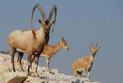 منطقه شكار ممنوع اشكورات زیستگاه مهم بزهای وحشی گیلان