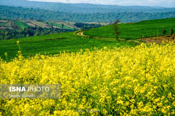 سهمیه ۲۷ هزار هكتاری كشت كلزا در مازندران تا سال ۱۴۰۰