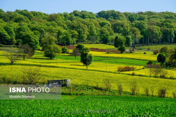 آغاز كشت دانه روغنی كلزا در مزارع شهرستان نكا