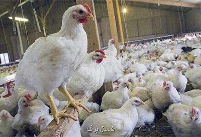 صنعت مرغ مادر مازندران استفاده از واكسن آنفلوآنزا را جدی بگیرند