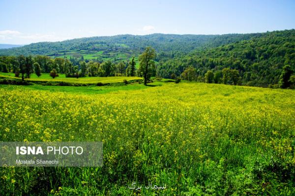 كشت محصولات پاییزه در ۱۳۰ هزار هكتار از زمین های زراعی مازندران