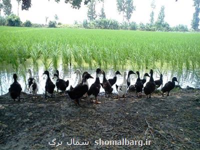 ضرورت افزایش بهره گیری پرورش اردك با كشت توام برنج در گیلان