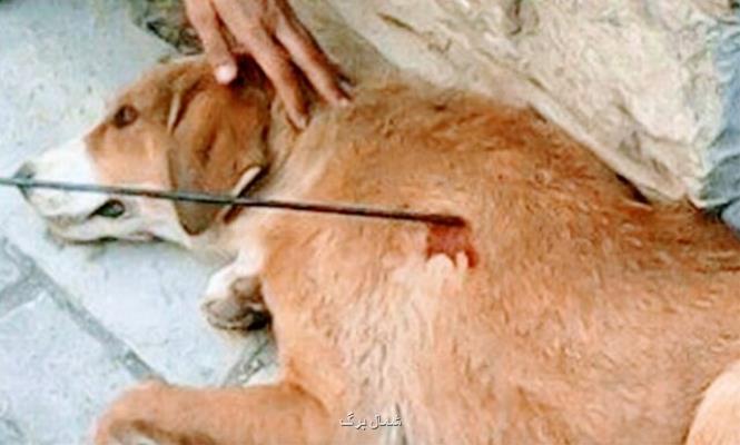 ۷۴ ضربه شلاق عاقبت دو حیوان آزار در رضوانشهر