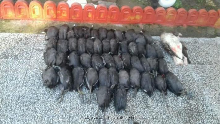 دستگیری عامل قاچاق ۵۰ قطعه پرنده مهاجر در فریدونكنار