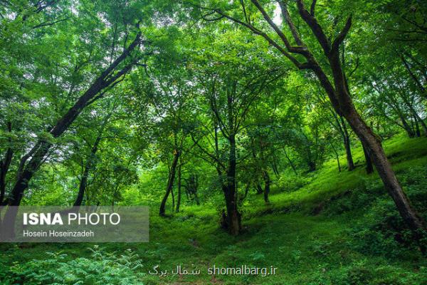 رفع تصرف ۹۱۵۰ هكتاری از جنگل های هیركانی گیلان