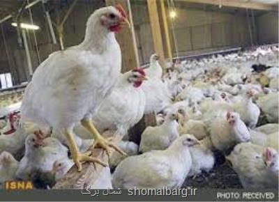 افزایش تولید 15 درصدی مرغ برای شب عید در گیلان