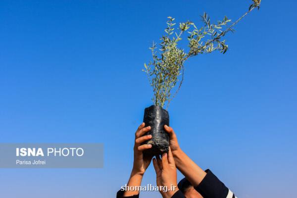 تولید چوب با درختكاری در زمین های بلااستفاده آموزش و پرورش مازندران